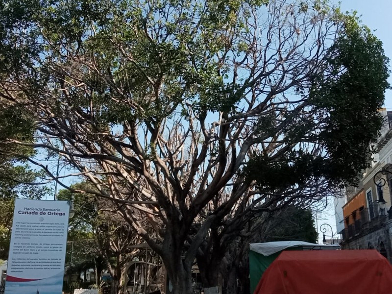 Parques y Jardines, se hará cargo de retiro de árboles del centro
