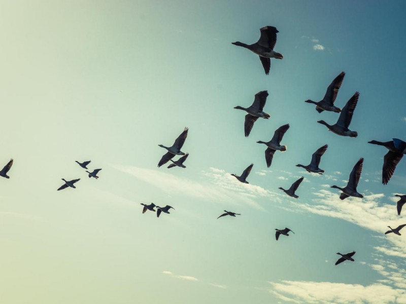 Paso de Aves Migratorias, indicador de salud ambiental