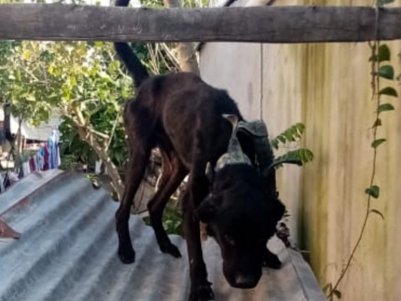 Patitas Cazones, denuncia omisión de autoridades ante maltrato animal