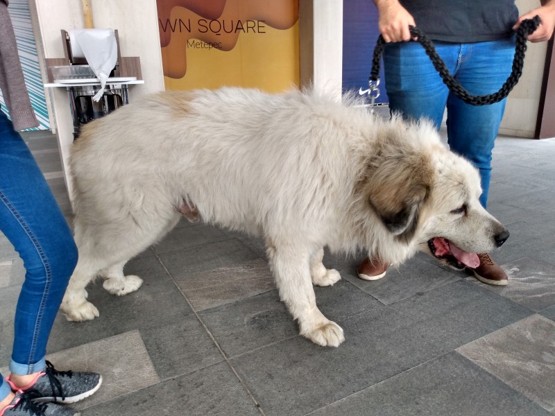 Patitas Fest para ayudar a perros rescatados