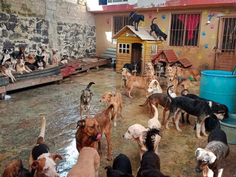 'Patitas Suaves' pide ayuda y se deslindan de acusasiones