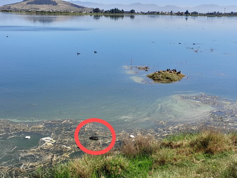 Patos y peces mueren por contaminación, presa de Palmillas