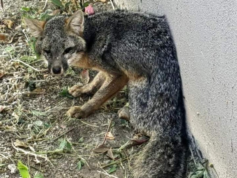PC municipal rescató un zorro, se encontraba en centro cultural