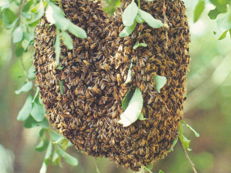PC reporta 183 llamados por abejas africanizadas