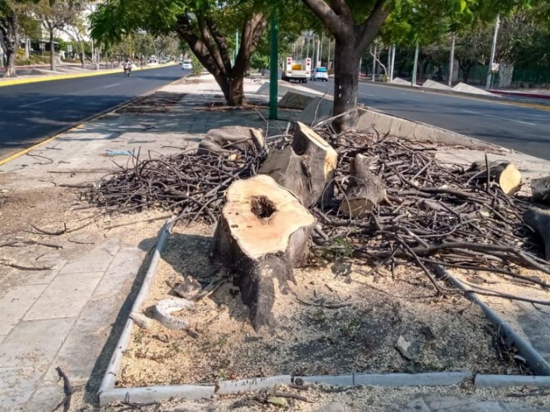 PC retira árboles secos de vialidades en Tuxtla