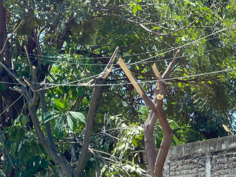 PCyB insiste en realizar poda de árboles en domicilios para evitar daños