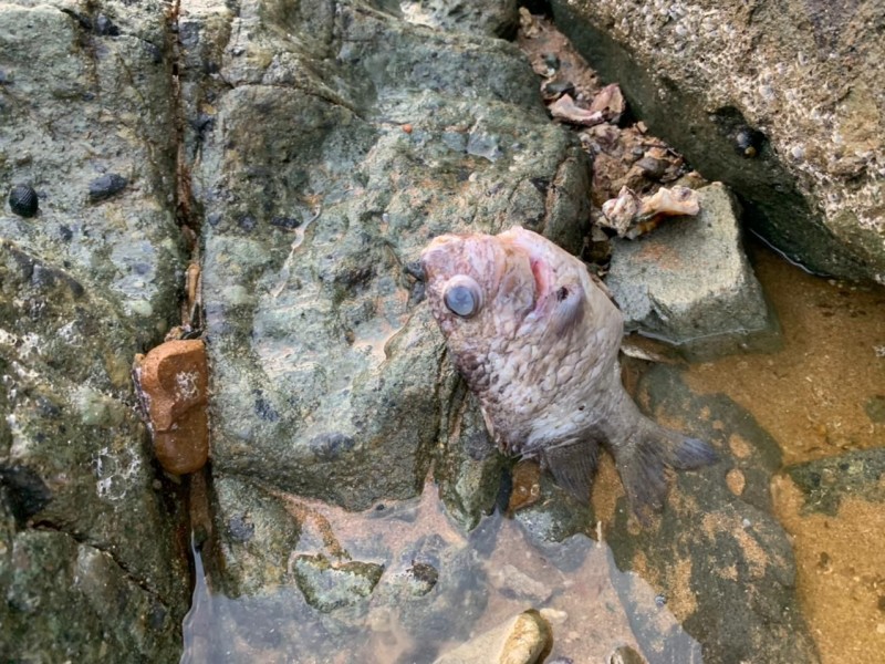 Peces aparecen muertos en Playa Quieta