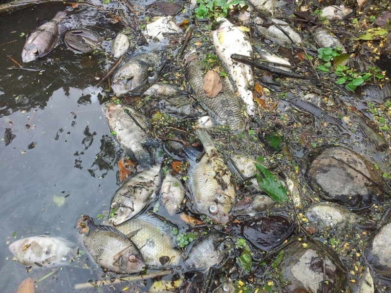 Peces de presa murieron por falta de oxígeno