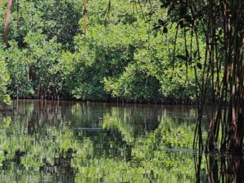 Pedirán que Virgen de Talpa proteja manglar de Cuyutlán