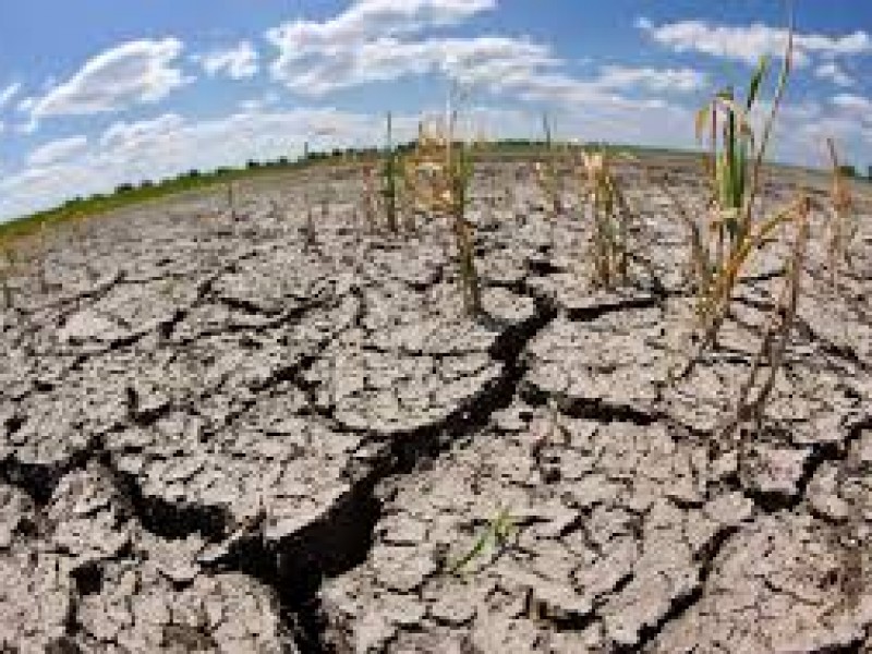Pega sequía en Jalpan, 500 productores afectados