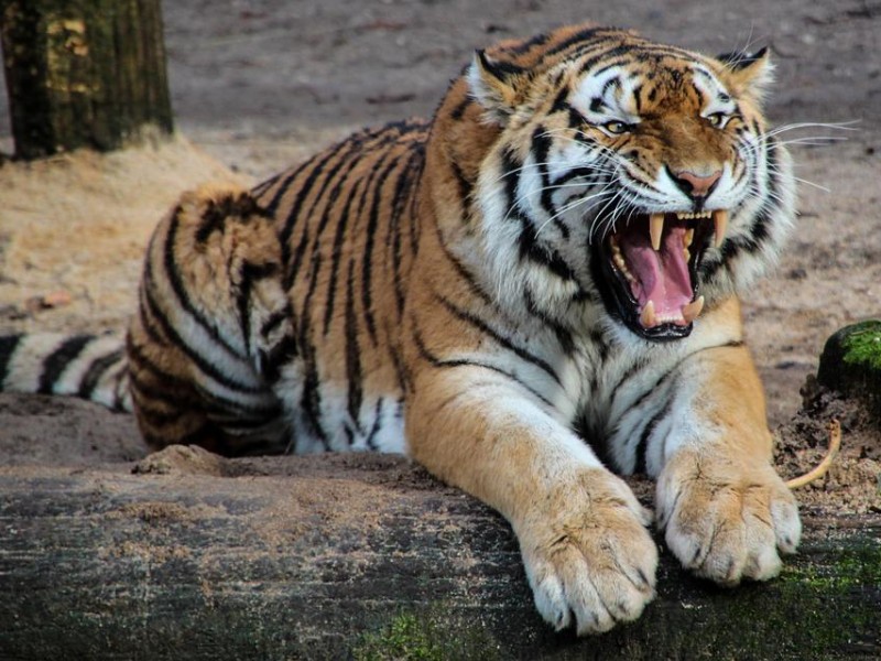 Pelea con un tigre para salvar a su bebé