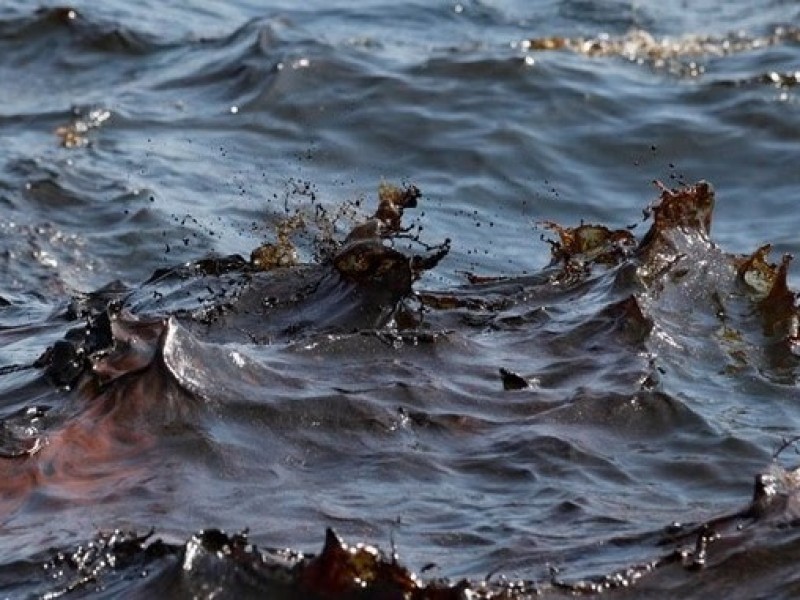 Pelicano, el animal más perjudicado por hidrocarburos en el mar