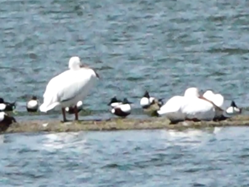 Pelícanos y contaminación en Laguna de Palmillas