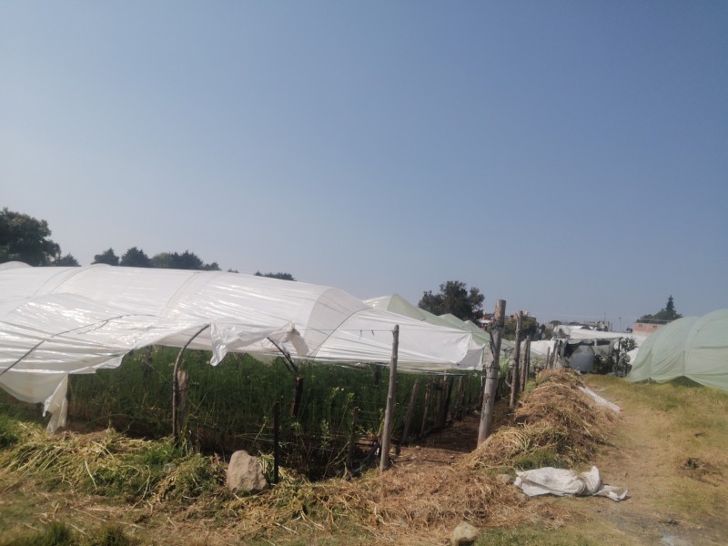 Peligra producción de flor en Villa Guerrero