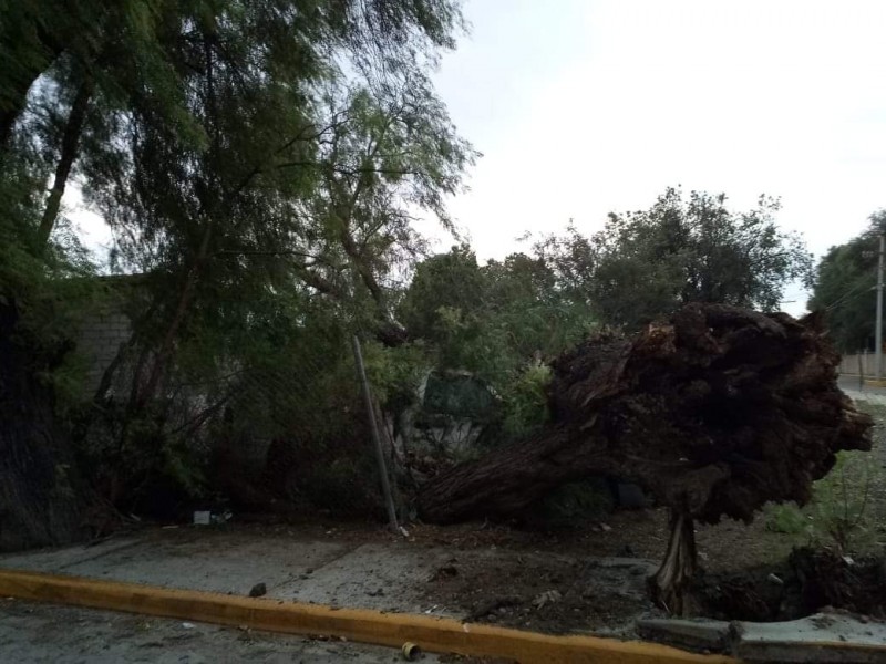 Peligran vecinos por caída de árbol