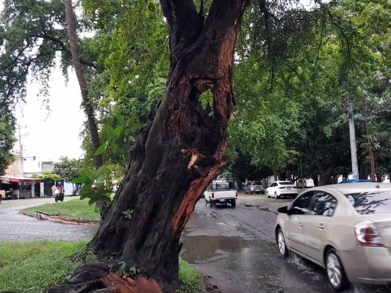 ¡Peligro! Árbol está por caer en avenida Niños Héroes de la Villa