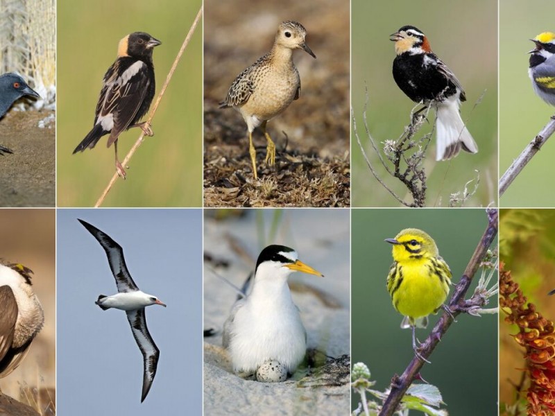 Pequeñas aves están perdiendo la batalla por sobrevivir en Arizona