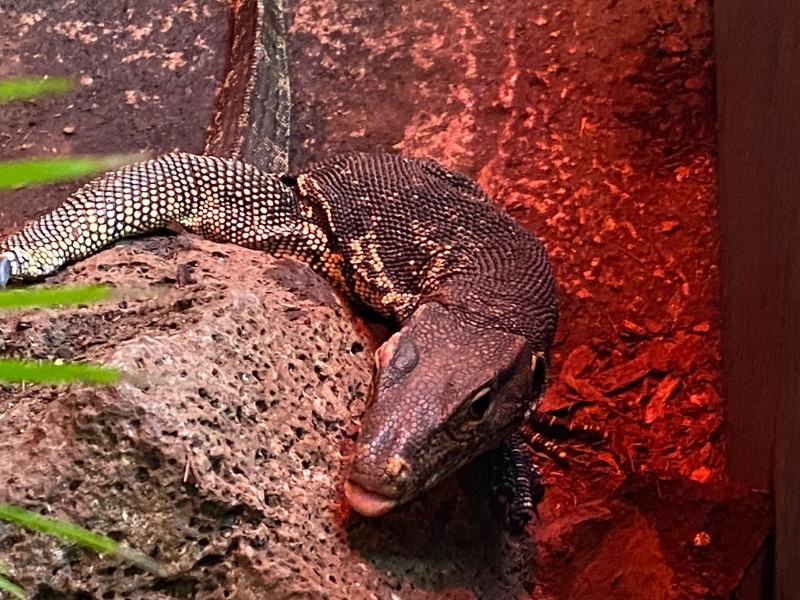 Pequeño reptil se suma al Zoológico de Morelia