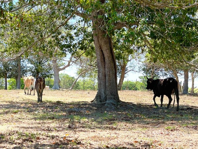 Pequeños ganaderos sufren bajas considerables en Tuxpan