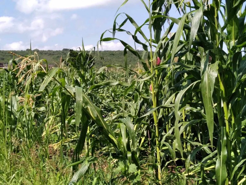 Pequeños productores abandonan sus tierras por falta de recursos