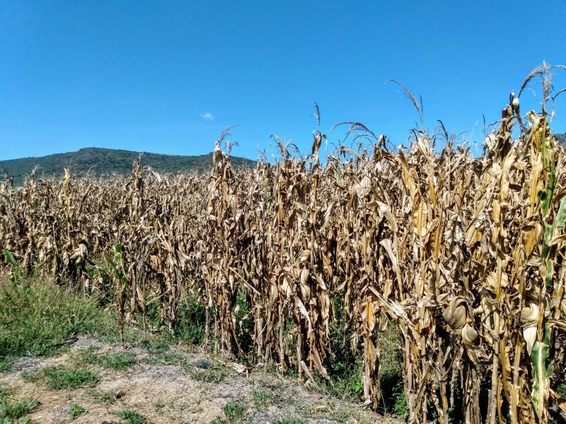 Pequeños productores de maíz se quedan sin apoyos federales