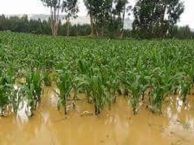 Pequeños productores necesitan apoyos gubernamentales para enfrentar contingencias agrícolas
