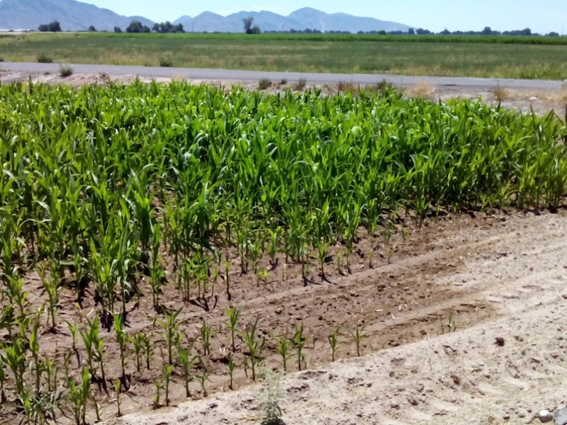 Pequeños propietarios llevan 20 años sin pagar agua en Lerdo