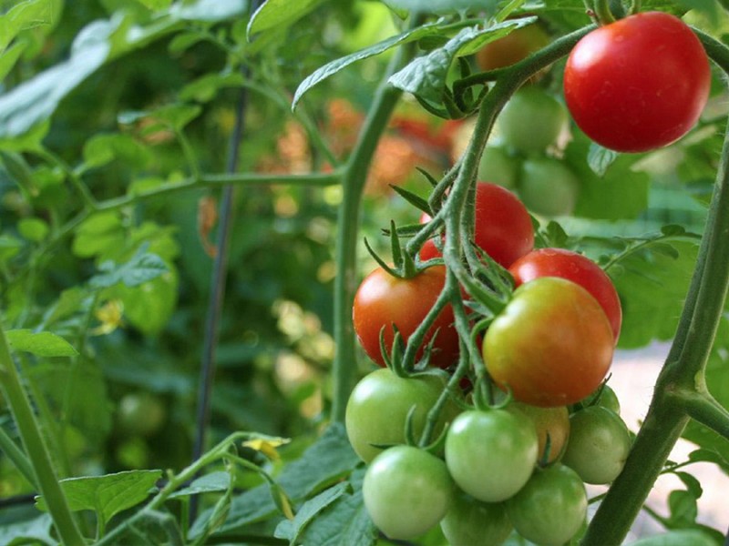 Pequeños y medianos productores dejarán de sembrar