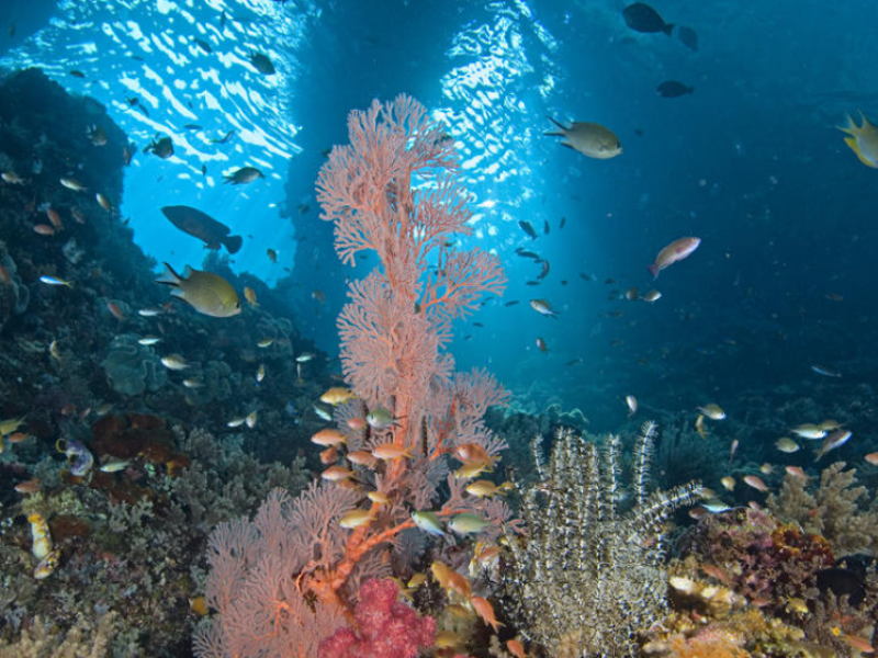 Pérdida de coral se debe al calentamiento global:UV