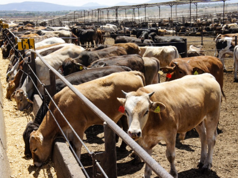 Pérdidas millonarias de ganaderos mexicanos por cierre de frontera