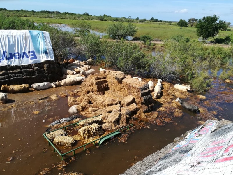 Pérdidas millonarias dejaron inundaciones en el sector ganadero