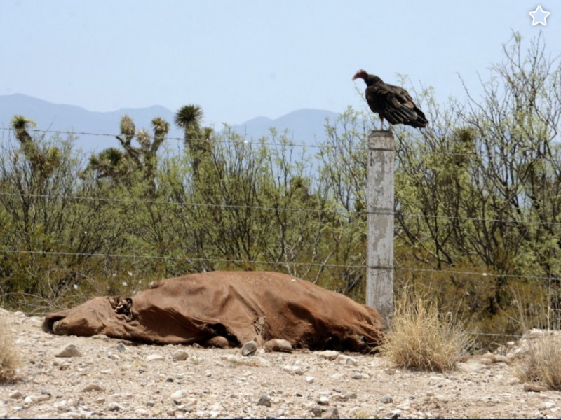 Pérdidas millonarias del campo zacatecano ascienden a 1300MDP