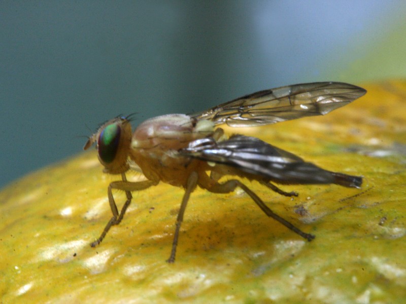 Pérdidas millonarias en el campo por mosca del mediterráneo