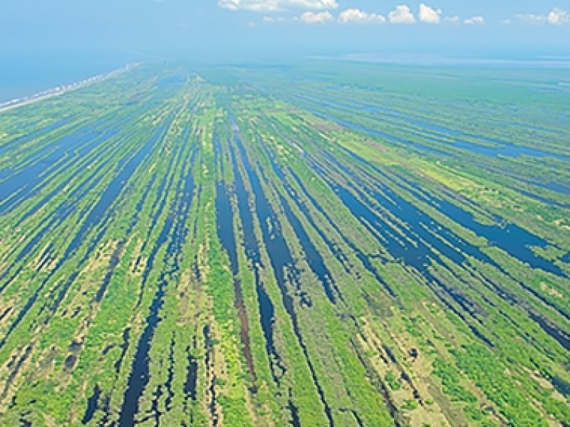 Perdió Nayarit el 90% de su vegetación nativa