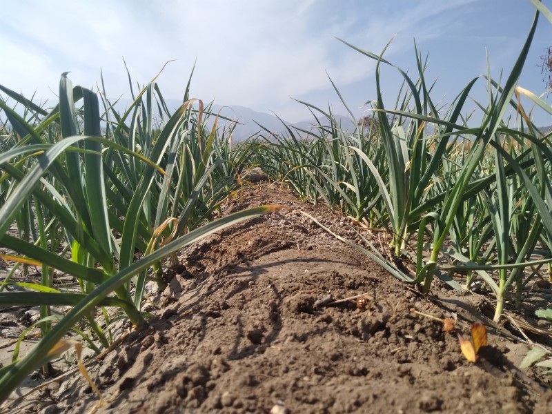 Perforación de pozos reduciría costos de producción de ajo chilacteco