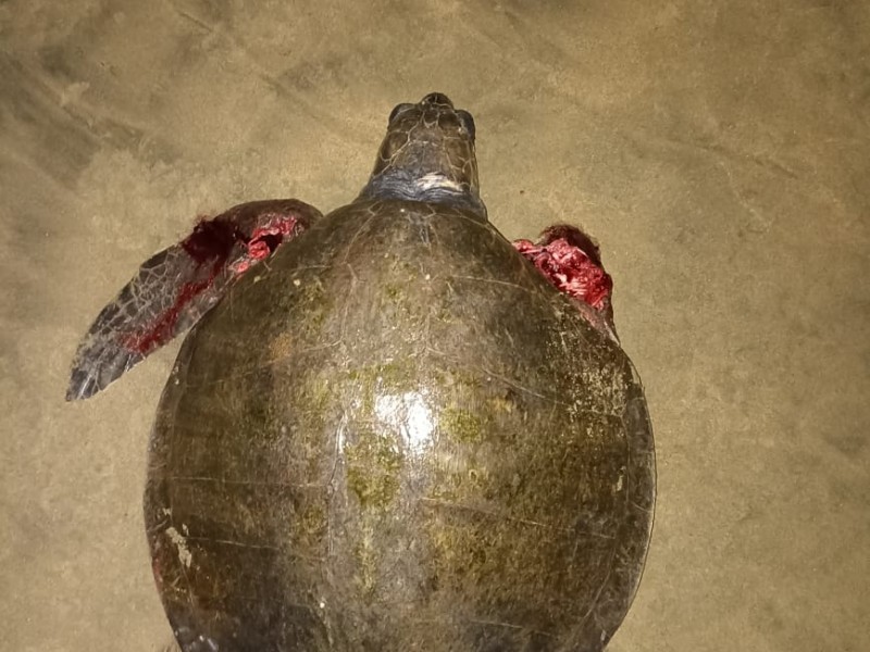 Permanece problema de perros que atacan tortugas en playa Blanca