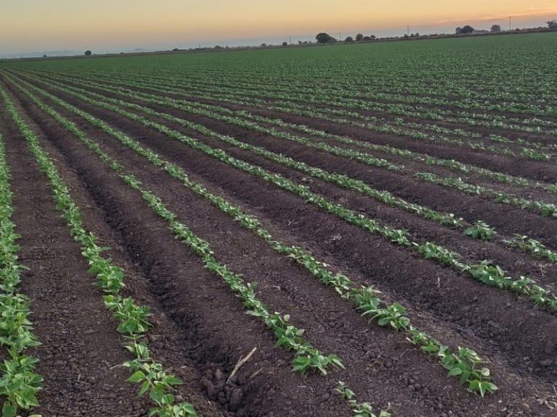 Permisos de siembra superan las 33 mil hectáreas en El Carrizo