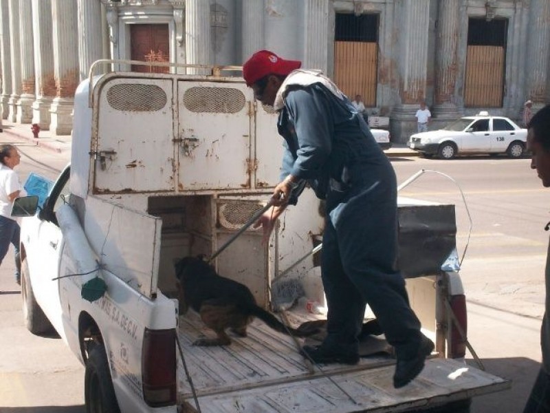 Perrera opera de manera móvil y en centro