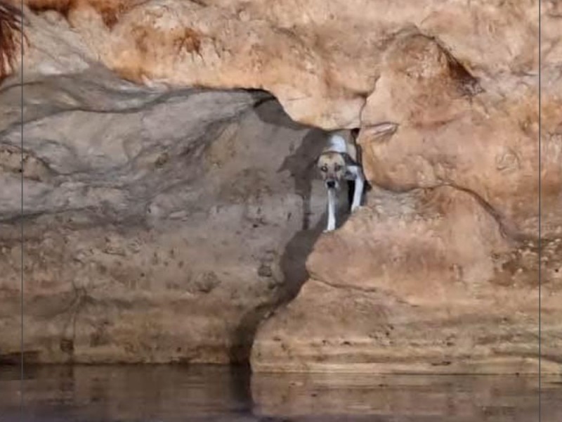 Perrita es rescatada de un cenote