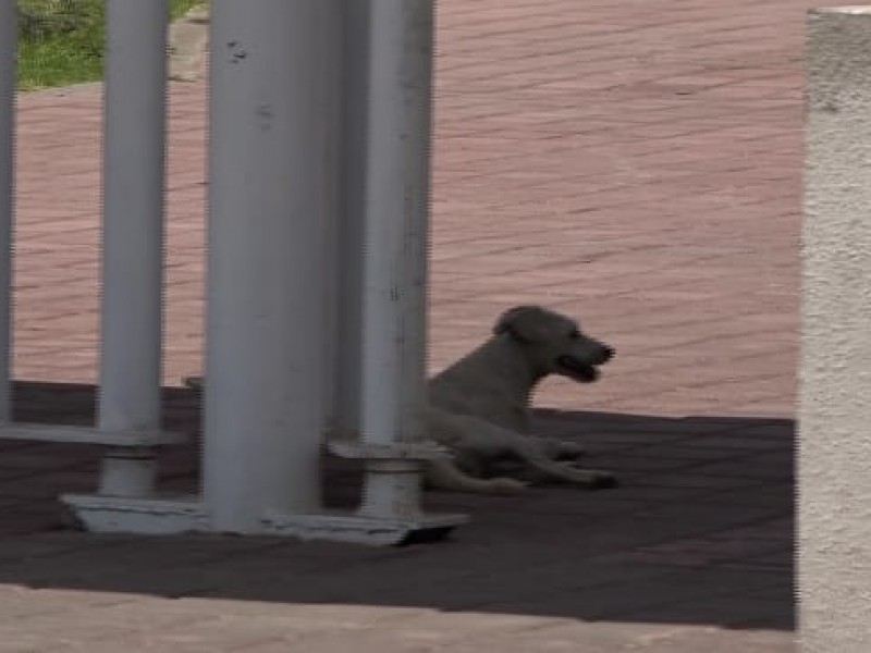 Perrita no espera a dueño en el HG, la abandonaron