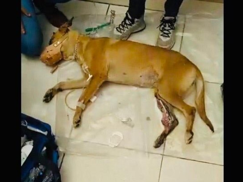 Perrita termina con patita destrozada por pirotecnia del 15