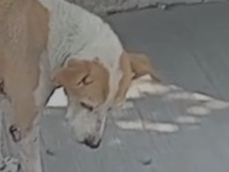 Muere perrita con la piel desprendida que deambulaba en Agua Blanca