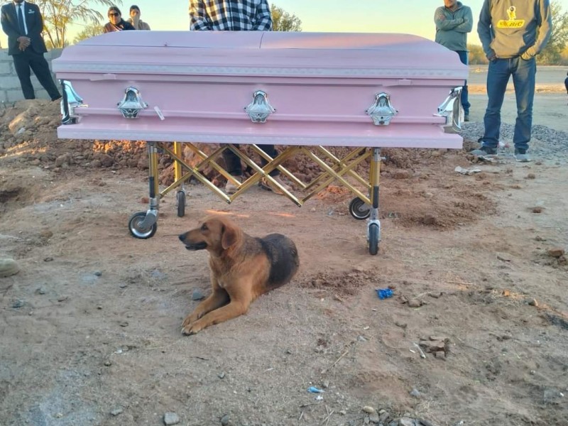 Perrito da último adiós a su dueña