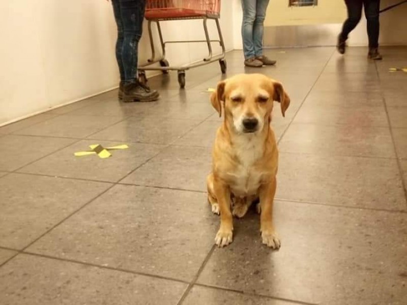 Perrito es adoptado por empleados de una tienda;lo llaman 