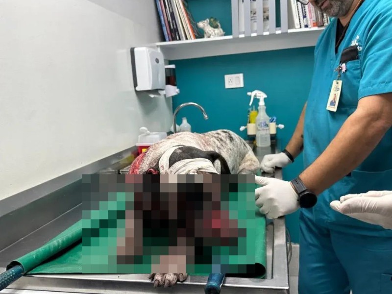 Perrito es atacado a machetazos en Costa Rica, Culiacán