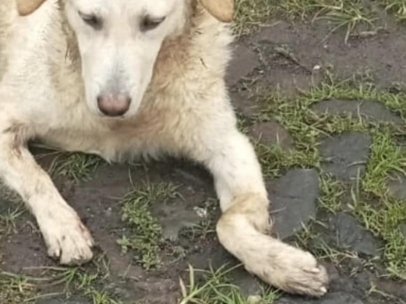 Perrito es lanzado desde edificio de fraccionamiento Real Montecarlo