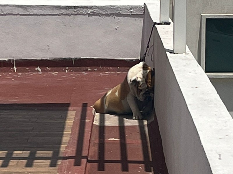 Perrito muere ahorcado en su casa