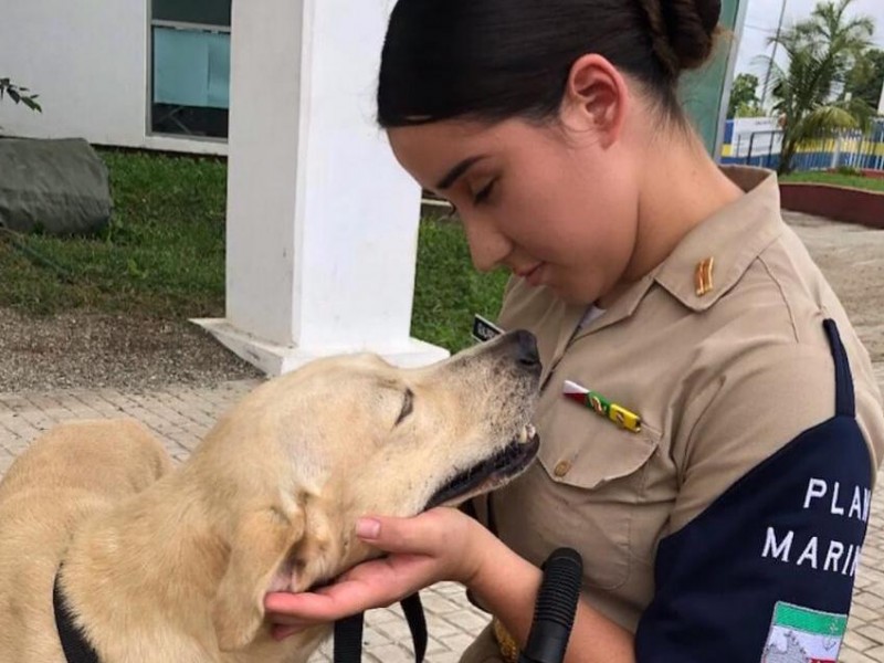 Perrito rescatado en Villahermosa, ya es miembro de la SEMAR