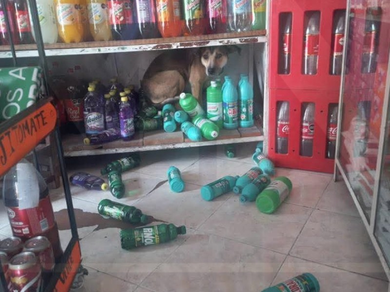 Perrito se esconde en una tienda, tras detonación de pirotecnia