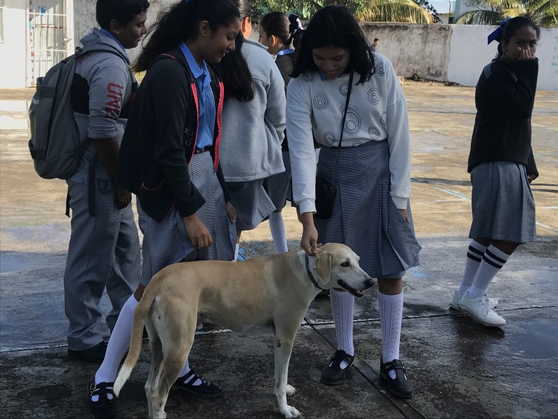 Perrito toma clases todos los días en escuela de Boca del Río